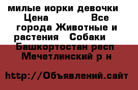 милые иорки девочки › Цена ­ 15 000 - Все города Животные и растения » Собаки   . Башкортостан респ.,Мечетлинский р-н